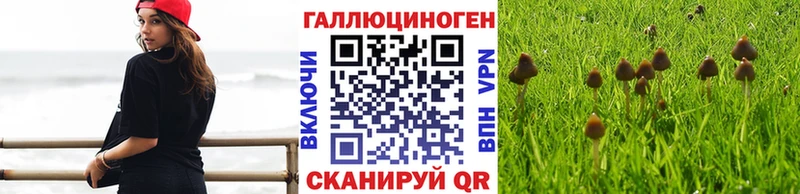 купить наркотики сайты  Брянск  Псилоцибиновые грибы GOLDEN TEACHER 